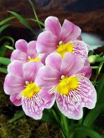 Orchidaceae Psychedelica